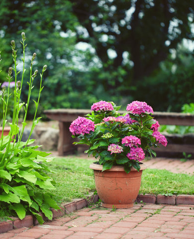 Potted pink hydrangeas in a serene garden setting