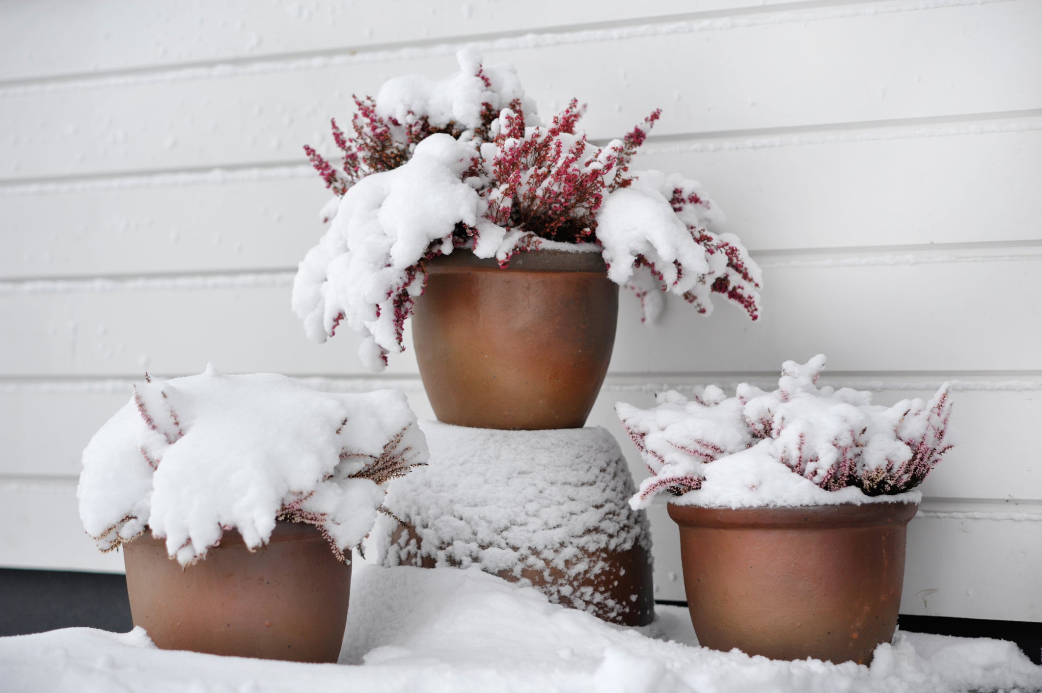 Potted plants covered in snow