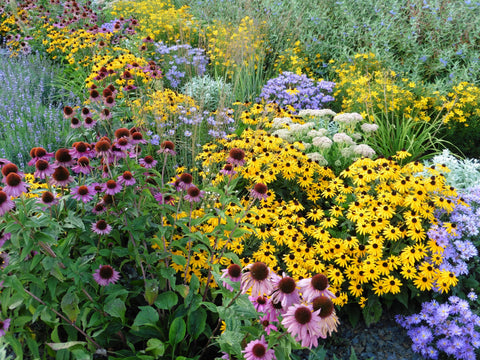 Colorful perennials like Coneflower, Black-Eyed Susan, and Phlox bloom in a summer garden