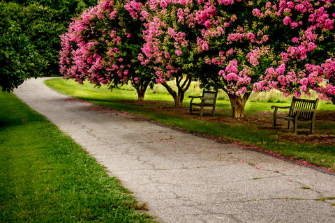 Serene park with blooming Crape Myrtles lining a pathway