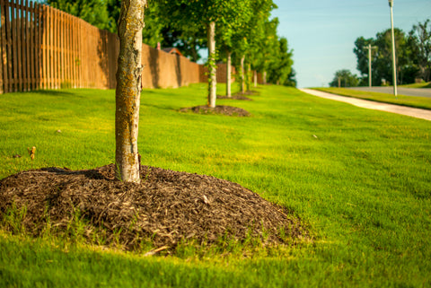 Correctly mulched tree with mulch not touching the trunk on a green lawn.