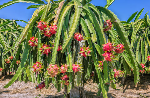 Ripe dragon fruits on tree under clear blue sky