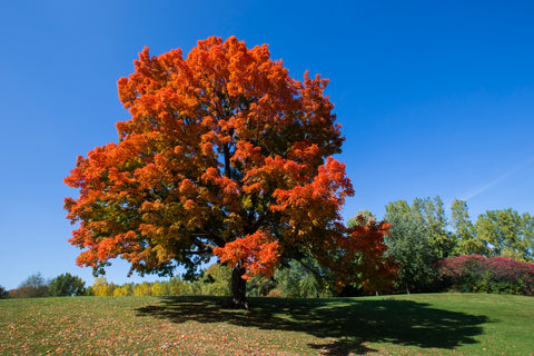 A vibrant Sugar Maple Tree with orange leaves against a clear blue sky