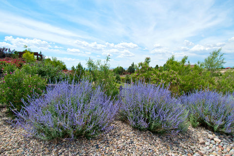 Lush Russian Sage plants thriving in a vibrant, sunny landscape