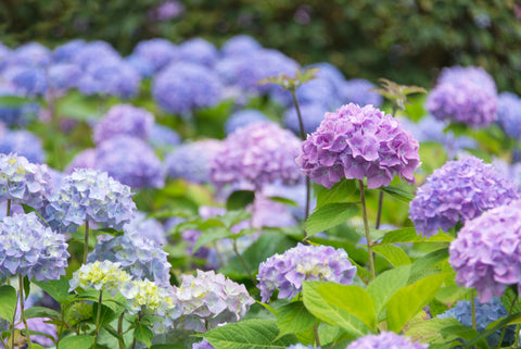 hydrangea