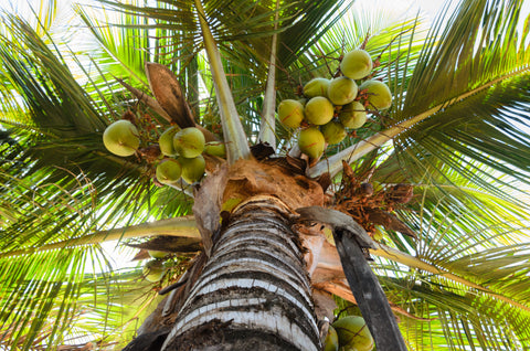 Low-angle view of a coconut palm tree with green coconuts and lush leaves