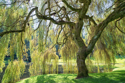 Weeping Willow tree with drooping branches