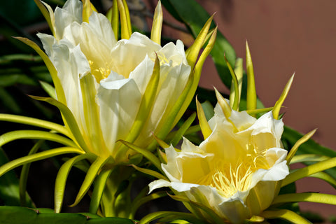 Dragon fruit flowers in full bloom, showcasing pollination