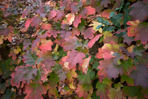 Colorful Oakleaf Hydrangeas leaves in autumn shades of green, red, and purple.