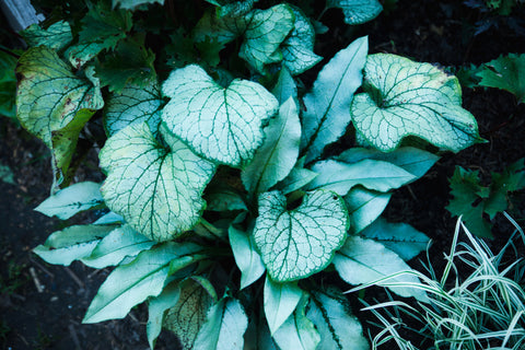 Brunnera plant with vibrant, veined leaves in a lush garden.
