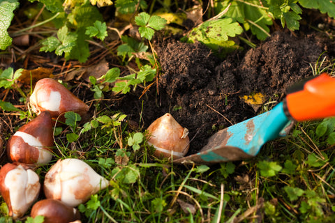 Planting bulbs in soil with a trowel during fall season