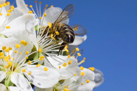 Bee pollinating apple flowers