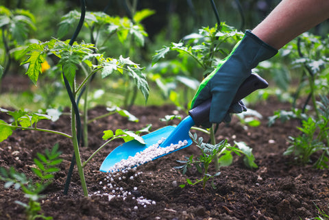 Person applying fertilizer to plants that appear to be ill.