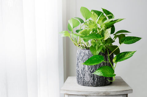 Variegated Pothos plant in a textured pot on a marble table.
