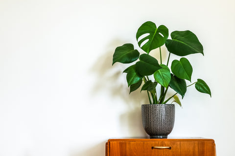 Monstera Deliciosa plant with large green leaves in a textured pot on a wooden cabinet