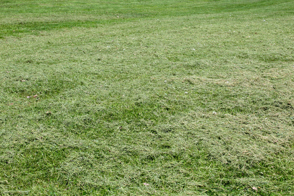 Freshly mowed lawn with scattered grass clippings