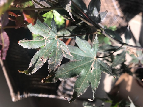 crispy Japanese maple leaf