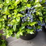 Bushel and Berry® Jelly Bean® Blueberry Bush