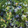 Bushel and Berry® Jelly Bean® Blueberry