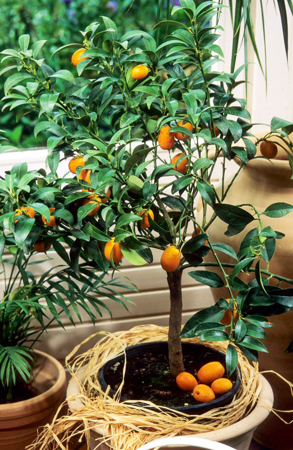 Kumquat Tree with ripe fruits in a pot
