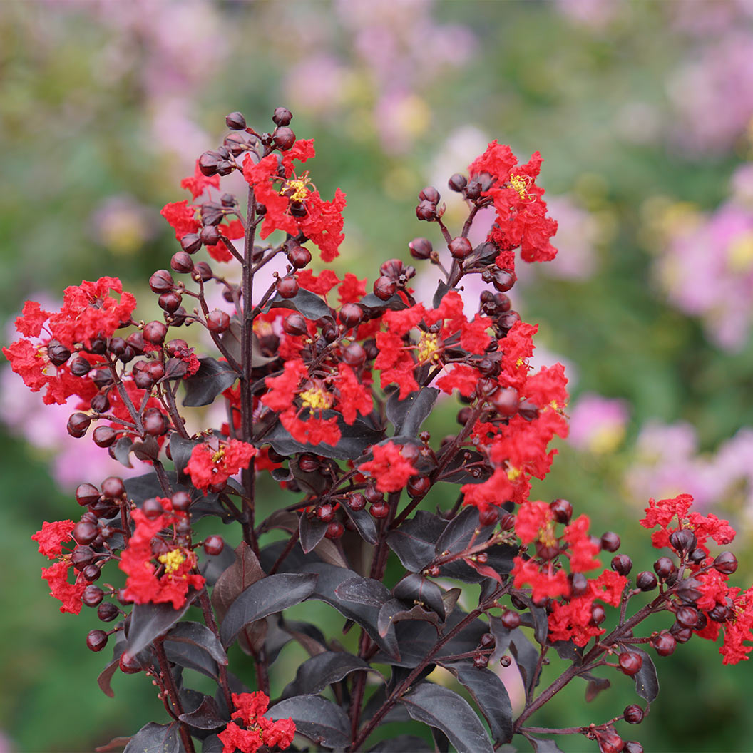 Proven Winners Center Stage¬Æ Red Crape Myrtle