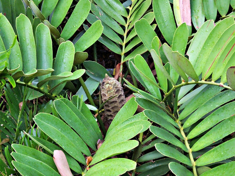 Pruned Cardboard Palm showcasing vibrant new growth