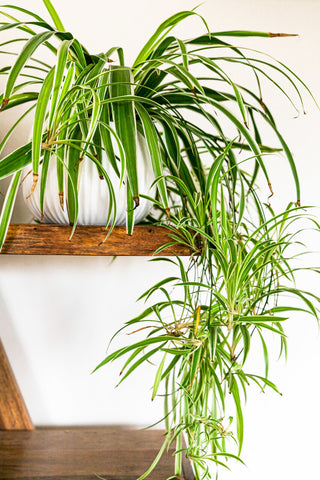 Spider Plant with long green leaves in a white pot on a wooden shelf.