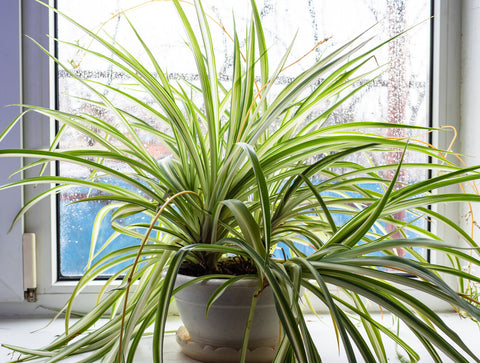 “Spider Plant with long green leaves in a pot.