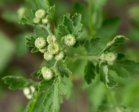 Close-up of small budding white chrysanthemums