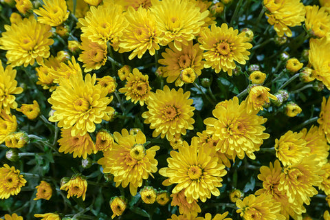 Vibrant yellow chrysanthemums in full bloom