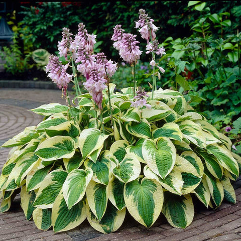 Hostas with blossoming spikes ready for pruning in a lush garden