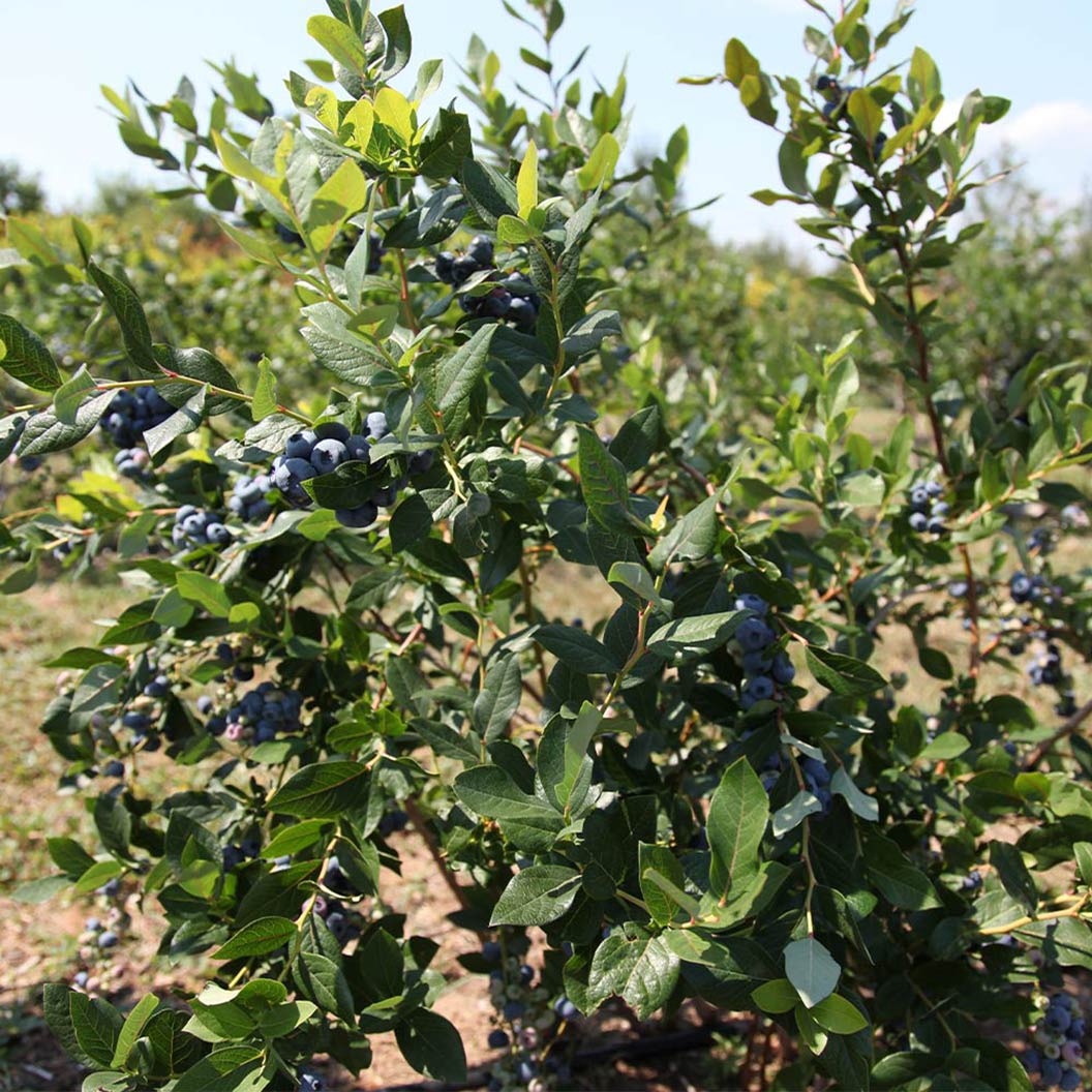 Legacy Blueberry Bush