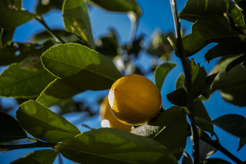 Meyer Lemon Trees