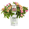 Proven Winners Luscious® Pinkberry Blend™ Lantana