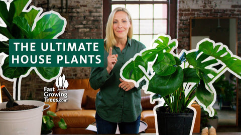 video banner of the ultimate house plants