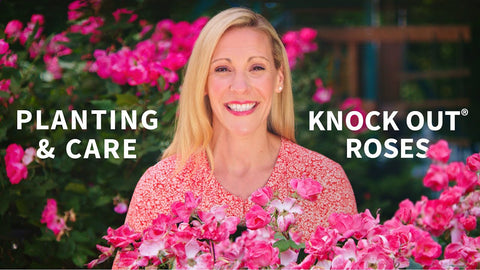 Macie shares tips for planting and caring for Knock Out Roses