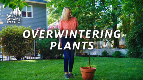 Macie shares tips for overwintering tropical plants and trees