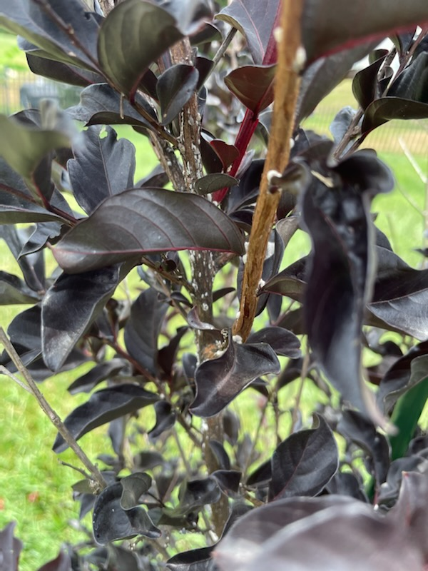 Mealy Bug infestation on dark purple leaves.