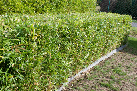 Lush Multiplex Bamboo hedge bordering a well-maintained lawn