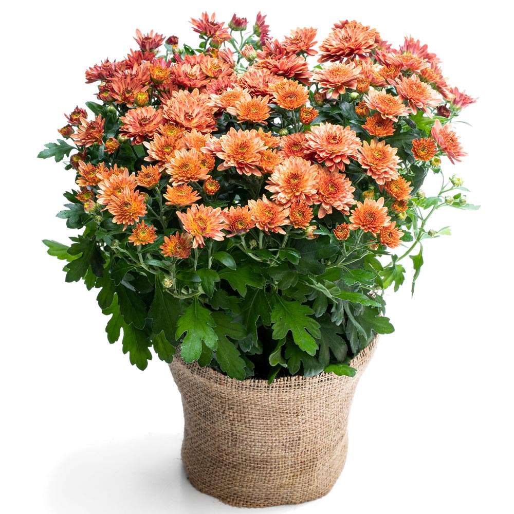 Orange Belgian Mums®