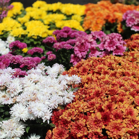 Vibrant array of colorful Fall Mums in full bloom