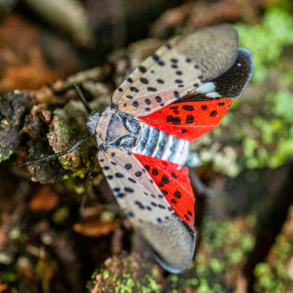 Colorful Lanternfly resting on a textured tree bark