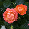 Orange Glow™ Knock Out® Rose Tree