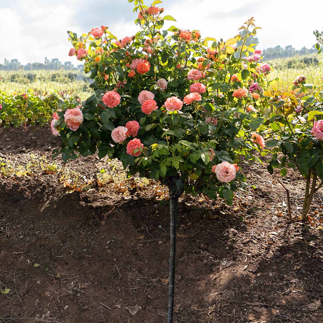 Orange Glow™ Knock Out® Rose Tree