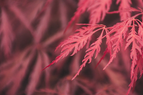 Japanese Maple