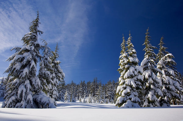 Winter Trees