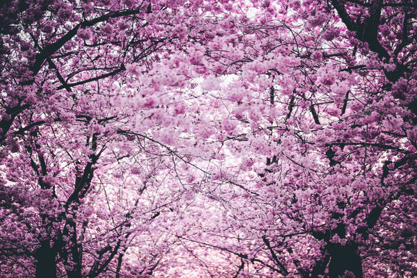 Flowering Cherry Blooms