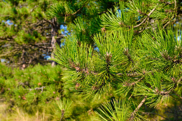 pine tree