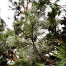 Black Hills Ponderosa Pine