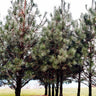 Black Hills Ponderosa Pine